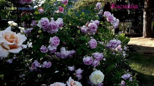 Любимые розы прошлых лет...часть 1 смотреть онлайн