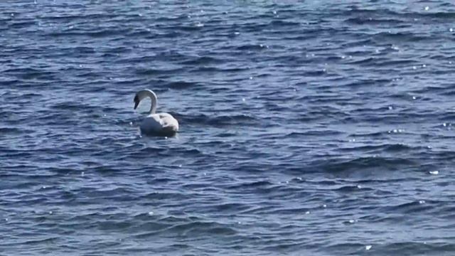 Белые лебеди, Чёрное море в Болгарии #shorts