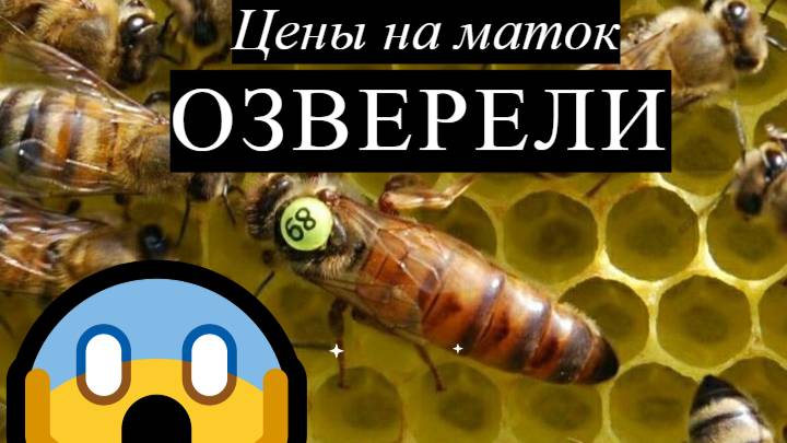 ценообразование на маток Бакфаста #Пчеловодство