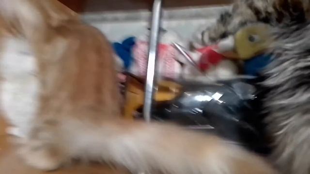 Котята Мейн-Кун- маленькие гиганты. смотреть онлайн