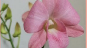 П-1. Ч-1. Спасение дендробиума фаленопсиса прибывшего ранней весной на Урал из Солнечного Тайланда.