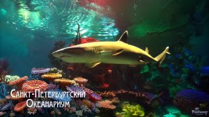 Санкт-Петербургский Океанариум (2025)