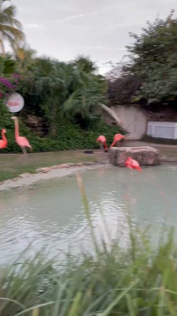 Flamingos in the Bahamas ￼ смотреть онлайн