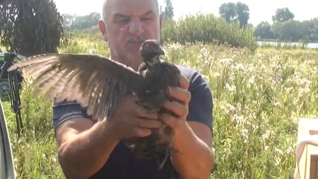 13.08.2018 В угіддях Вінниччини продовжують випускати фазанів смотреть онлайн