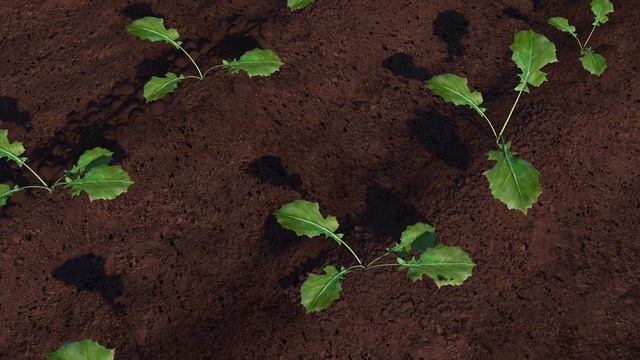 Lumiposa®: Excellent Oil Seed Rape Insect Control