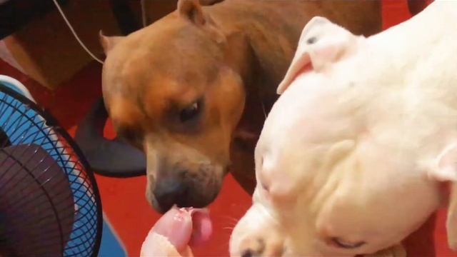 AMERICAN BULLY MUKBANG || Favorite Foods Ng Mga American Bullies || Feeding Bullies || Raw Feeding