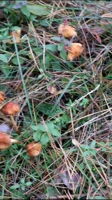 ПРОТИВОВИРУСНАЯ ЛЕСОТЕРАПИЯ смотреть онлайн