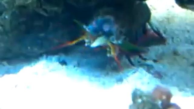 My mantis shrimp смотреть онлайн