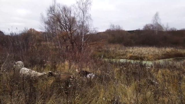 Овцы после стрижки.И мы опятьс сюрпризом. смотреть онлайн