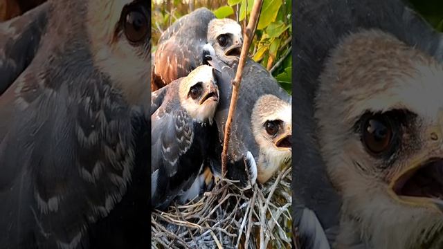 White-Tailed Kite Chicks#Hin Review#shorts смотреть онлайн
