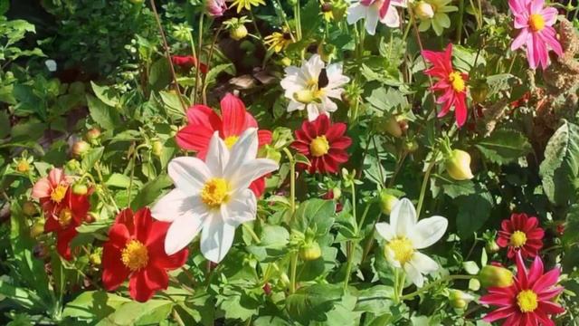 цвети мой край смотреть онлайн