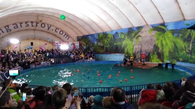 Самарский дельфинарий 17.02.2019г смотреть онлайн