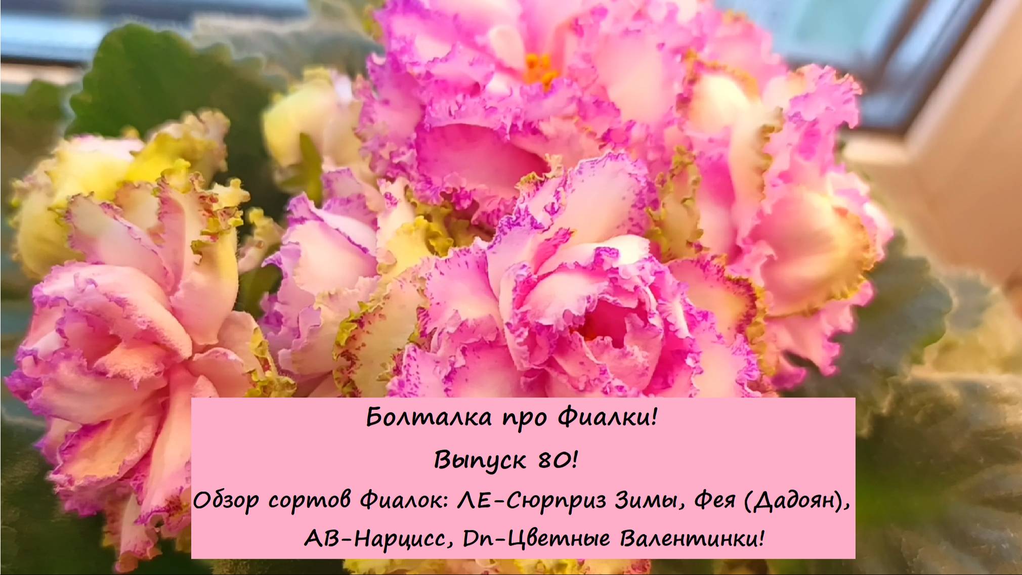 Болталка про Фиалки! Выпуск 80! Обзор сортов Фиалок!