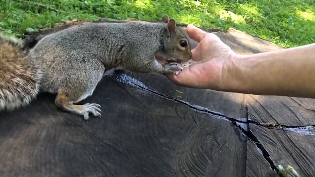 MAX Whitey’s Daughter; Hand Feeding Close Up - BCC Edit