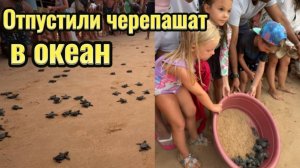 Семейное путешествие! Выпустили черепашат в океан. Алиса выпускает маленьких черепашек на волю.