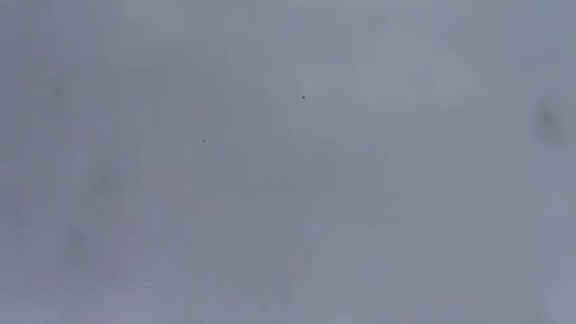 голуби Запорожья смотреть онлайн