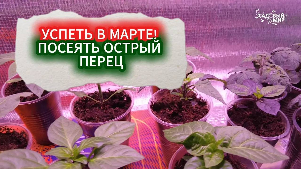 РАССАДА ОСТРОГО ПЕРЦА - УСПЕТЬ ПОСЕЯТЬ СЕМЕНА. В МАРТЕ НЕ ПОЗДНО ПОСЕЯТЬ ОСТРЫЙ ПЕРЕЦ НА РАССАДУ смотреть онлайн