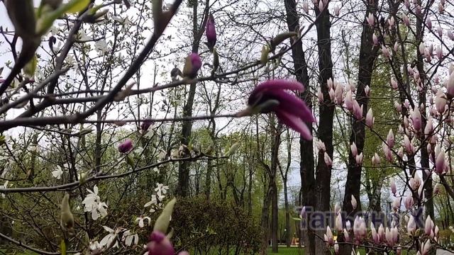 Харьков. Ждём цветения интересных деревьев смотреть онлайн