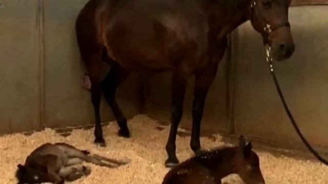 Люди не переставали кричать, когда увидели кого родила эта лошадь! смотреть онлайн