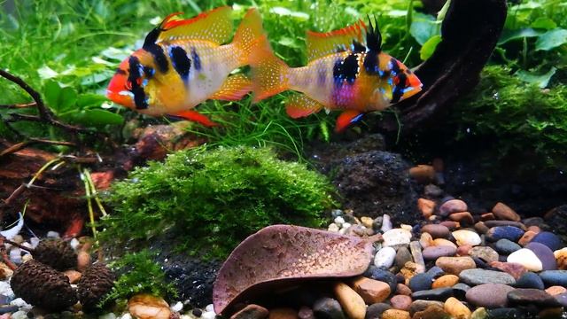MIKROGEOPHAGUS RAMIREZI GERMAN Blue