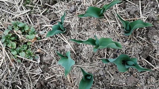 Органическая грядка 3 смотреть онлайн