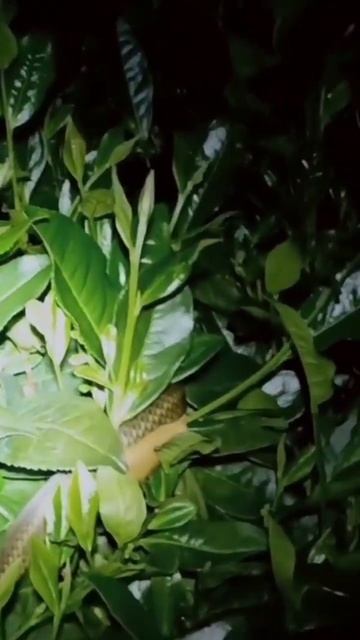Friends, see clearly. #short #snake смотреть онлайн