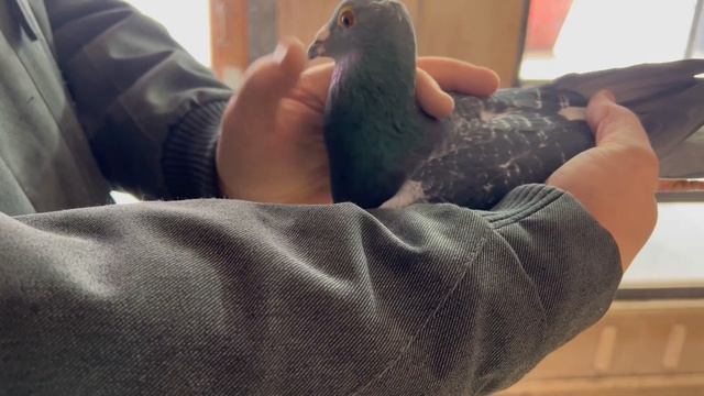 Мои новые спортивные голуби Janssen De Klak в руках 2022