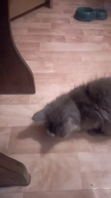 Кот ест огурец смотреть онлайн
