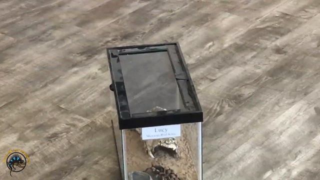 A Tarantula FEASTS and Beetles Play Dead on Bug Day!