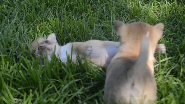 Детки чихахуа смотреть онлайн