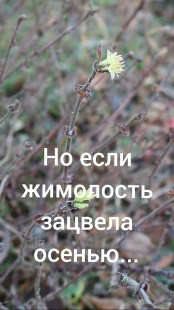 ЖИМОЛОСТЬ ЗАЦВЕЛА В ОКТЯБРЕ... смотреть онлайн