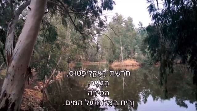 Tu BiShvat Across America: Eucalyptus Tree смотреть онлайн