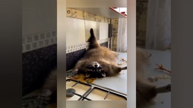История одного енота 🦝 Pedro Pedro Pedro #raccoon Педро Педро Педро