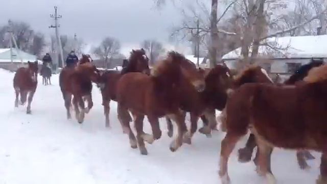 Молодняк тяжеловозов