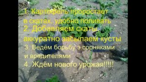 ВЫРАЩИВАНИЕ КАРТОФЕЛЯ В АВТОМОБИЛЬНЫХ ШИНАХ# НОВЫЙ СПОСОБ ВЫРАЩИВАНИЯ КАРТОФЕЛЯ