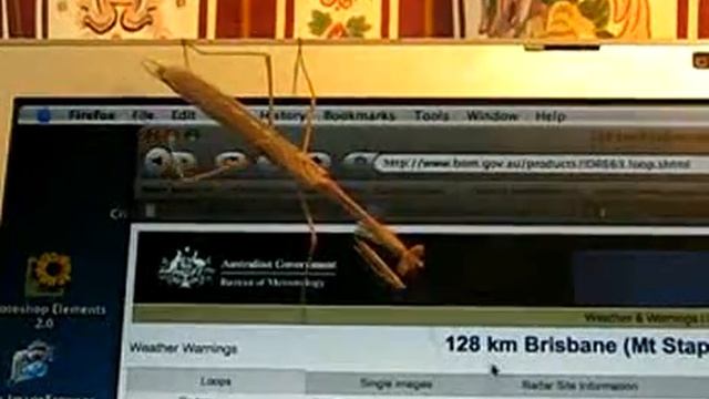 Praying Mantis Tries To Catch Mouse Pointer смотреть онлайн