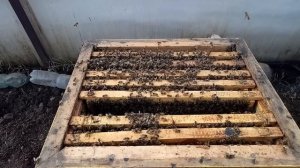 02.03.2023 г. Облёт пчёл в теплице при -15 снаружи.