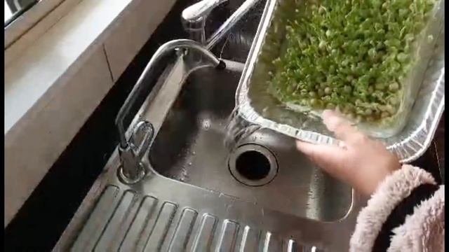 【豌豆苗】水培豌豆苗｜不用托盘｜简单零失败 смотреть онлайн