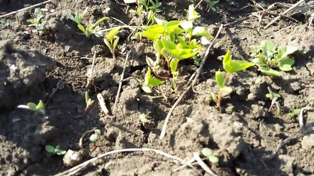 Состояние всходов подвоя 8.04.2016 г. смотреть онлайн