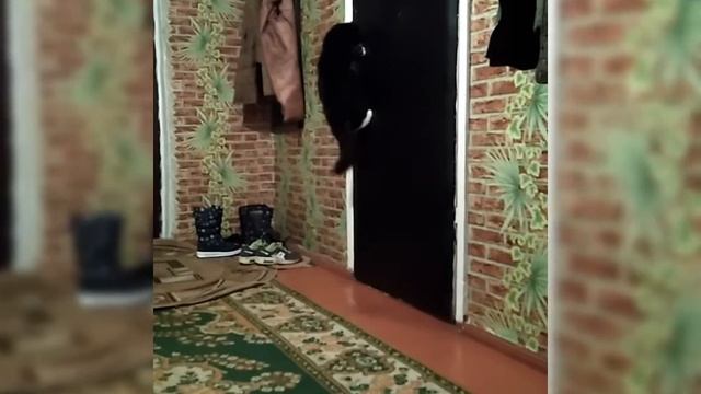 Моня проситься домой ( прикол) смотреть онлайн