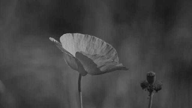 Новость 424 смотреть онлайн