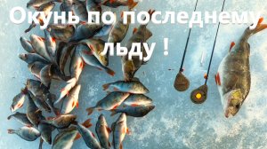 Эта блесна сделала рыбалку. Окунь по последнему льду.