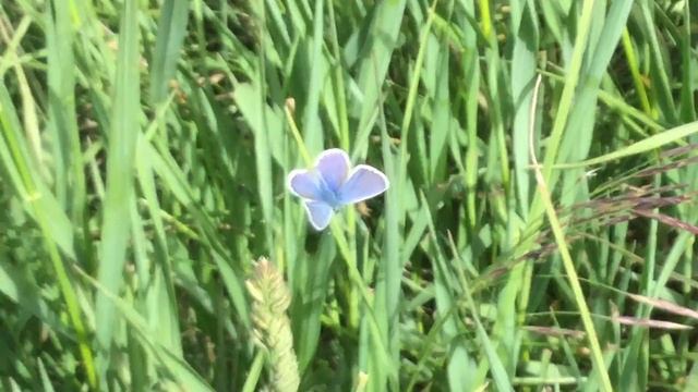 ヒメシジミ / Plebejus argus (Silver-studded Blue)　スイス・リッフェルベルク　Riffelberg2017/07/07 Butterfly of Swiss смотреть онлайн