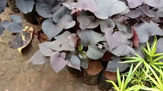 Ipomoea Batatas 'Sweet Caroline Sweetheart Purple' Sweet Potato Vine - Ornamental Plants