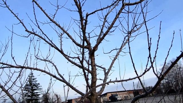 Обрізка абрикоса навесні