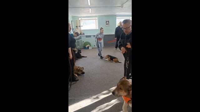 Видео с первого весеннего занятия по послушанию. Зооагрессия была, но теперь нет. смотреть онлайн