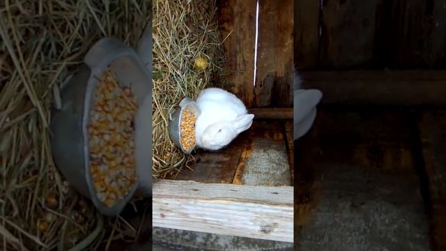 Разведение кроликов смотреть онлайн