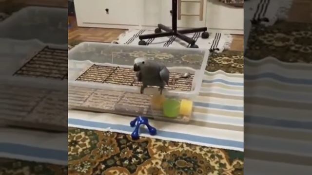 Развлечения и досуг Жако Ч.1 смотреть онлайн