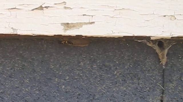 Black Mud Dauber смотреть онлайн