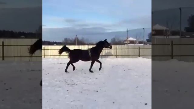 Русская верховая Оризона (Знаменосец - Особа) 2011 г.р. Зима 2016/2017 г.г. ПРОДАЕТСЯ! смотреть онлайн